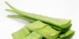 aloes