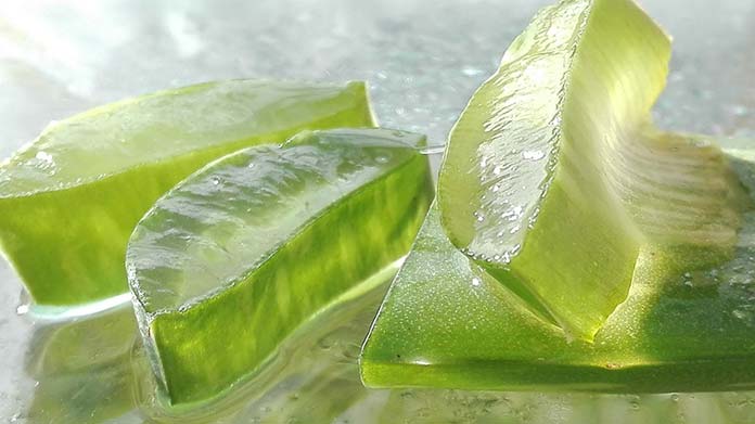 aloes jako lek