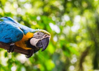 Co warto wiedzieć o papugach
