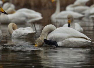 Co zrobić gdy swędzi pochwa domowe sposoby?