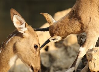 Co stosować na otarcia okolic intymnych?