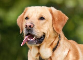 Ile ml krwi wchłania podpaska? Ile ml krwi wchłania podpaska?