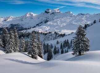 Jaka poduszka lepsza z puchu czy pierza?
