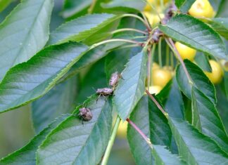 Ile kosztuje pozbycie się pluskiew?