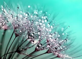 Jakie krople na bakteryjne zapalenie spojówek? Jakie krople na bakteryjne zapalenie spojówek?