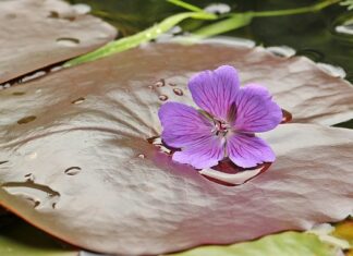 Jak należy spać na poduszce ortopedycznej?