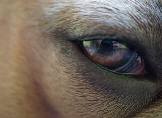 Po czym poznać że błona dziewicza została przerwana? Po czym poznać że błona dziewicza została przerwana?