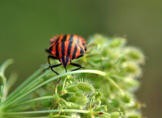 Czy pluskwy giną w praniu?