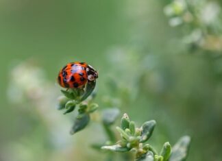 Co oznaczają kropki na podpaskach? Co oznaczają kropki na podpaskach?