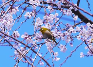 Co zwiększa potencję bez recepty?