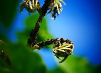 Jak posprzątać mieszkanie po dezynsekcji?
