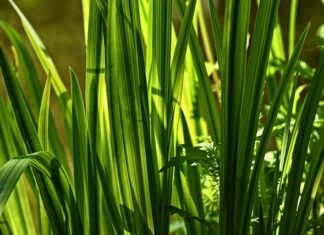 Jak zwiększyć popęd seksualny u mężczyzn?