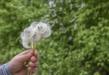 Co pyli w maju? Zobacz aktualny kalendarz alergika! Co pyli w maju? Zobacz aktualny kalendarz alergika